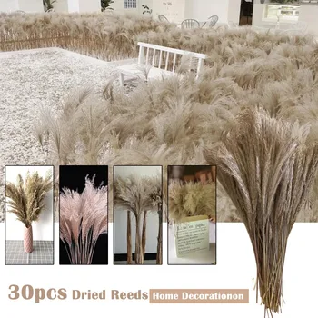 50cm Természetes Szárított Füves pusztán Reed Fű Csóva, Szárított Virág, Phragmites Communis Esküvői virágdíszek, lakberendezés