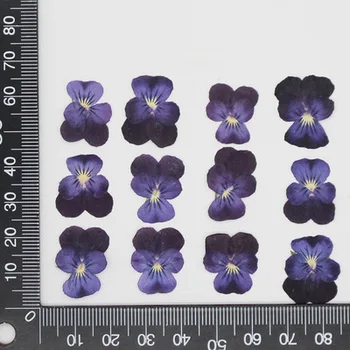 120pcs Préselt, Szárított Árvácska-Viola Tricolor L Virágok, Növények Herbárium Ékszerek Képeslap Telefon Esetében Képkeret Könyvjelző Kézműves