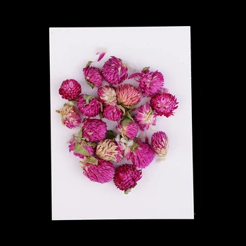 20 Db Szárított Gomphrena Globosa Préselt Virágok DIY Műgyanta Öntés Medálok